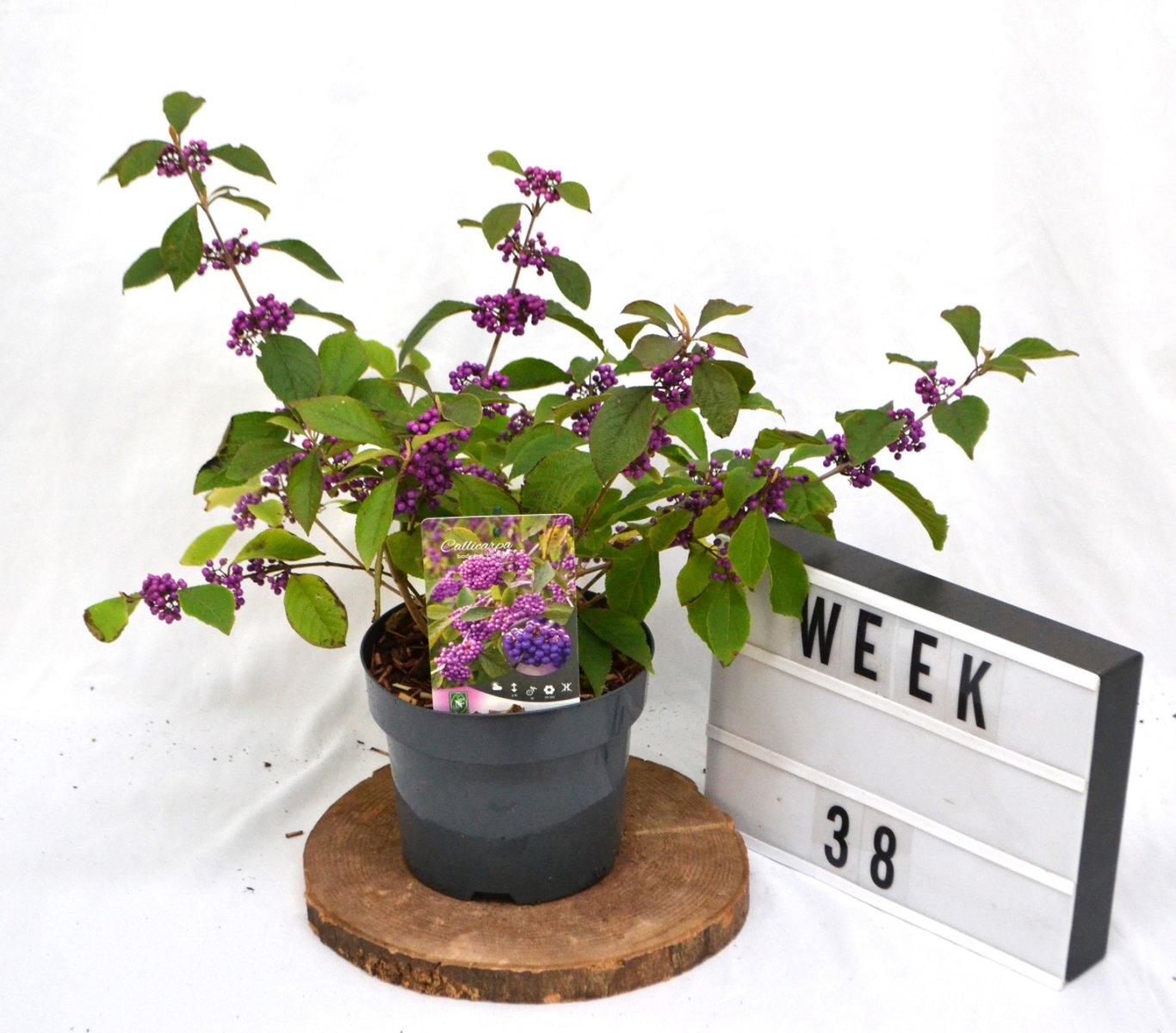 Callicarpa bod. 'Profusion' - C3 20-40 CM